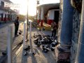 Feed the birds...